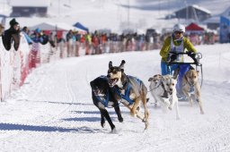 Lenk 2013